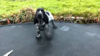 Beautiful Blue Roan and black and white Cocker Spaniel Puppies for sale!!