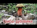 Гриб дубовик (Suillellus luridus). Oak mushroom.