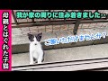 ①母親とハグれた子猫が、家の周りに住み着き始めて毎日うちを覗きに来るようになったんだが‥‥