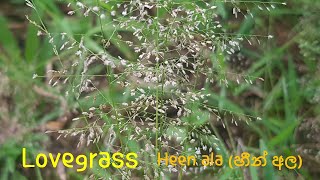 [Sri Lanka Wildflowers]열대식물LovegrassEragrostis amabilisHeen ala (හීන් අල)Bugs Egg Grass