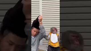 Funniest video ever 😂😂 #animals #funny #cute #monkey #shorts #fyp