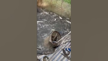 Được mùa được giá với cá lóc #shorts