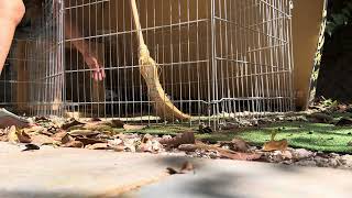 My two Rabbit @subscribeme1992  @subscribers @friends