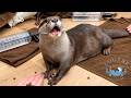 What It’s Like to Visit Our Otter Kindergarten!