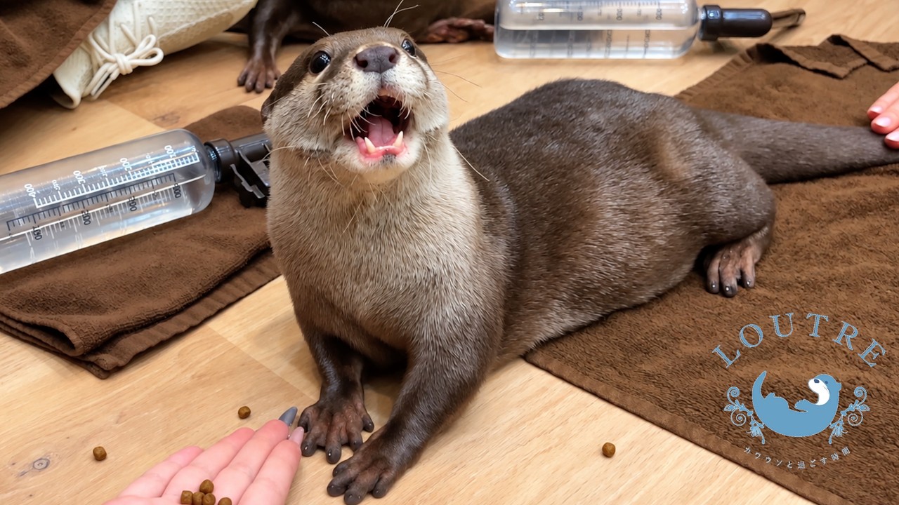 What It’s Like to Visit Our Otter Kindergarten!