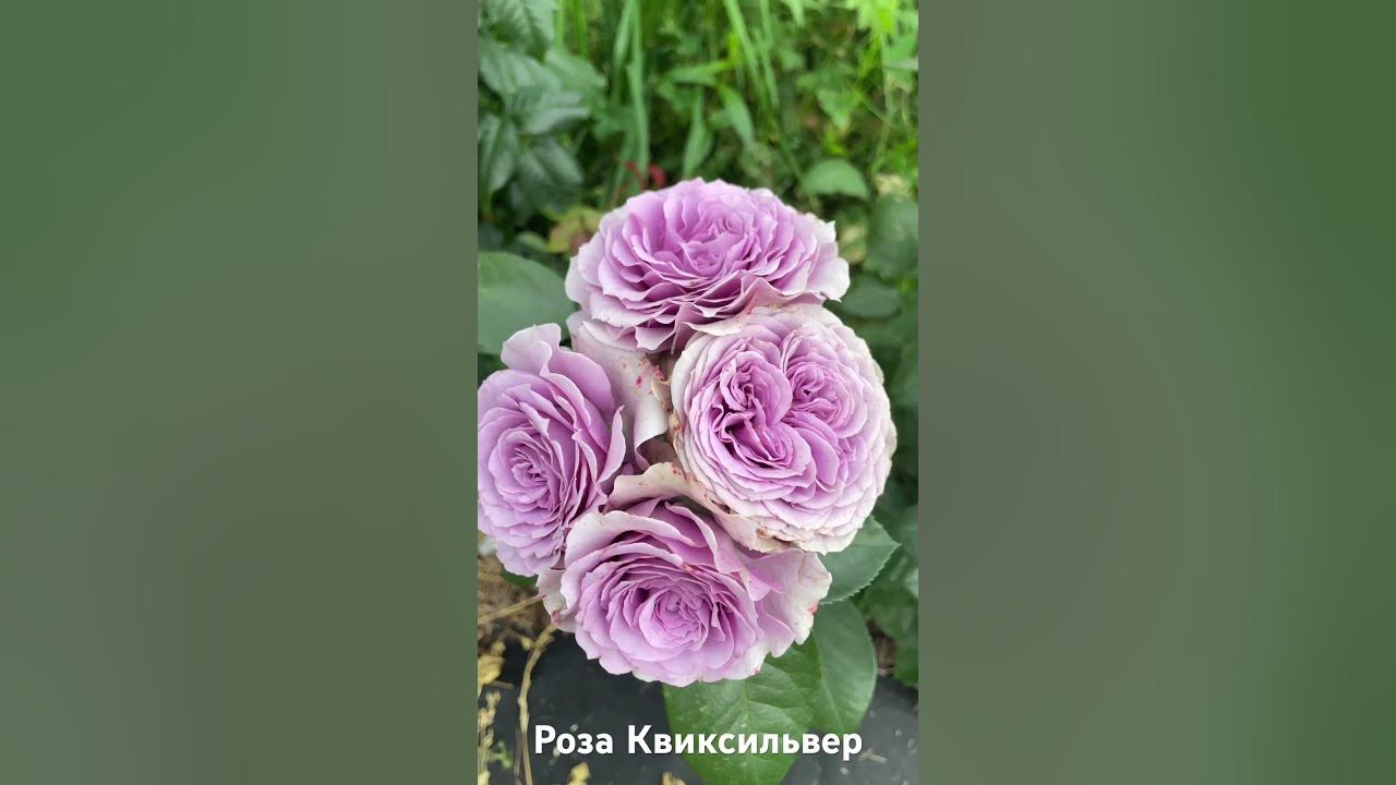 Роза "Квиксильвер"
