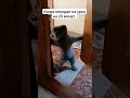 Когда опоздал на урок. #юмор #коти