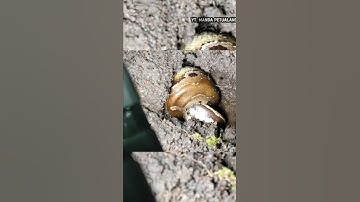 BIGGEST SNAKE PART 2 | ULAR BUNTET PYTHON #shorts #animals #snake #ular #viral #shortsvidio