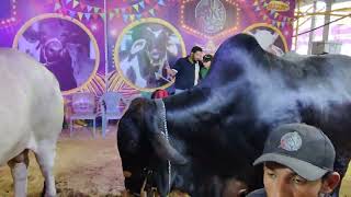 #DalfaCattleShow  #ExpoCentreKarachi  #CattleShow2024  #PetExhibition #AnimalDisplays