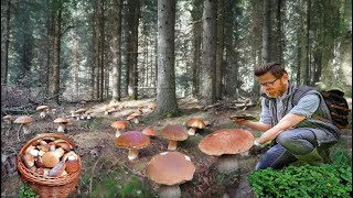 Giant Mushrooms. Picking WILD MUSHROOMS 2024, Extreme Boletus Mushrooms, Large mushrooms Hunting