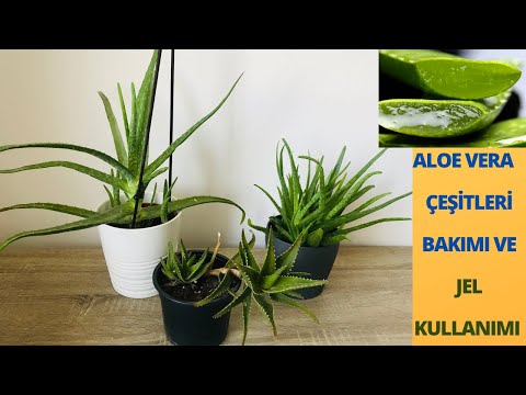 Aloe Vera Bakımı/çoğaltma/Aloe Jeli Çıkartma/Aloe Faydaları /Aloe Çeşitler