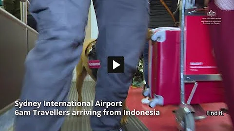 Biosecurity measures at Australian airports