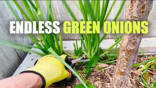 Grow Endless GREEN ONIONS from store bought scraps fast and easy