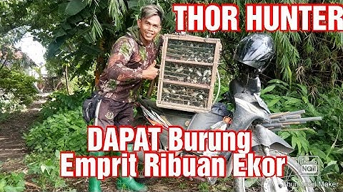 #jaring#Hama#emprit#pipit#Jaring Burung Tanpa Surfe Hasilnya Ribuan Ekor