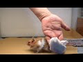 生命線長めの手でホクちゃん宅を掃除します。あとショップ関係の件