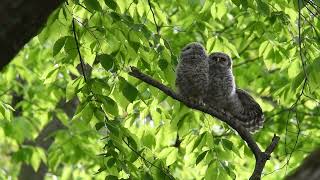 Owlets (barred owl) being harassed by blue jays