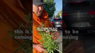 Are you ready for a blooming summer garden? |Darrell Smith