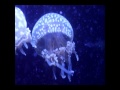 SPOTTED JELLYFISH BOOGIE