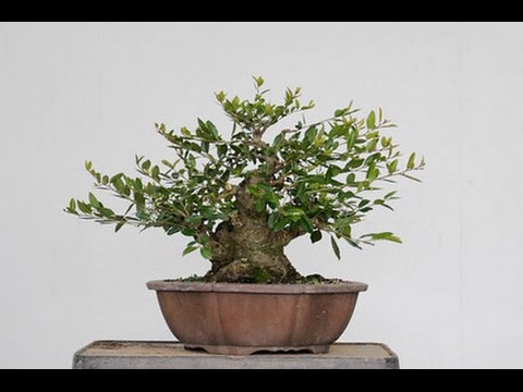 Yaupon Holly Bonsai.