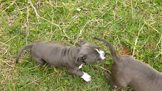 Filhotes de American Staffordshire Terrier