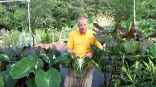 Tea Cup, White Lava, Jacks Giant and other Elephant Ears