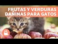 7 FRUTAS y VERDURAS PROHIBIDAS para tu GATO 🙀🍇