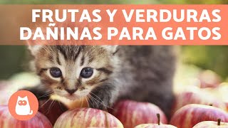 7 FRUTAS y VERDURAS PROHIBIDAS para tu GATO