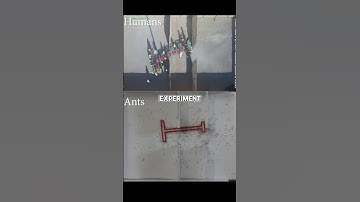 Who’s Better at Problem-Solving: Humans or Ants? (@hasham.alghaili)