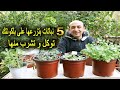 أفضل 5 نباتات تزرعها عالبلكونة و توكل منها يوميا أفضل 5 نباتات تزرعها عالبلكونة و توكل منها يوميا