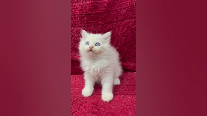 Video 6542471: persiancat persians, persiancat kitten catlover cute, beautiful kitten cute persian