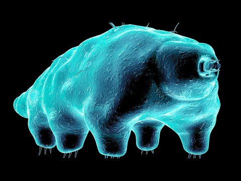 Video: The Secret Of The Most Hardy Creature On Earth Has Been Revealed - Alternative View