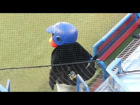 19/4/2 ヤクルトベンチ内が気になるつば九郎