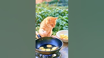 How to Create VIRAL AI Cat Videos Performing Human Tasks Using AI | Ideogram