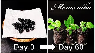 How to grow MulberryGrowing Mulberry treeGermination of MulberryHow to grow #47 MulberryEng Sub