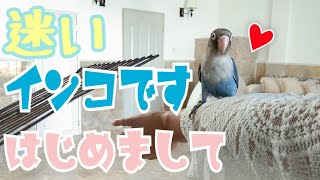 迷いインコの保護 人慣れしているボタンインコが可愛いすぎる!!