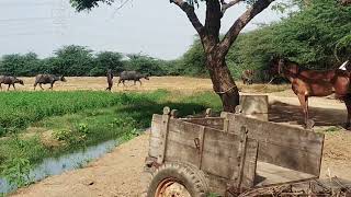 Farm Of Bhukera Tragadi-Kachchh 4 April 2022