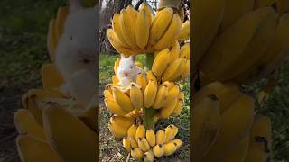 అరటిపండు తింటే... రేడియేషన్ కి గురవుతారా? |  #shorts    #facts