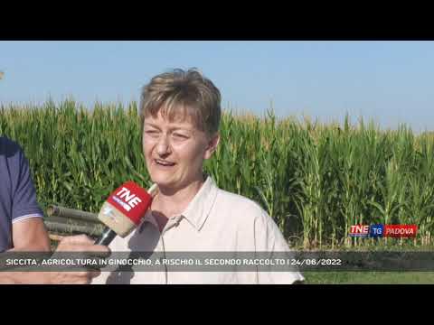 SICCITA', AGRICOLTURA IN GINOCCHIO, A RISCHIO IL SECONDO RACCOLTO | 24/06/2022