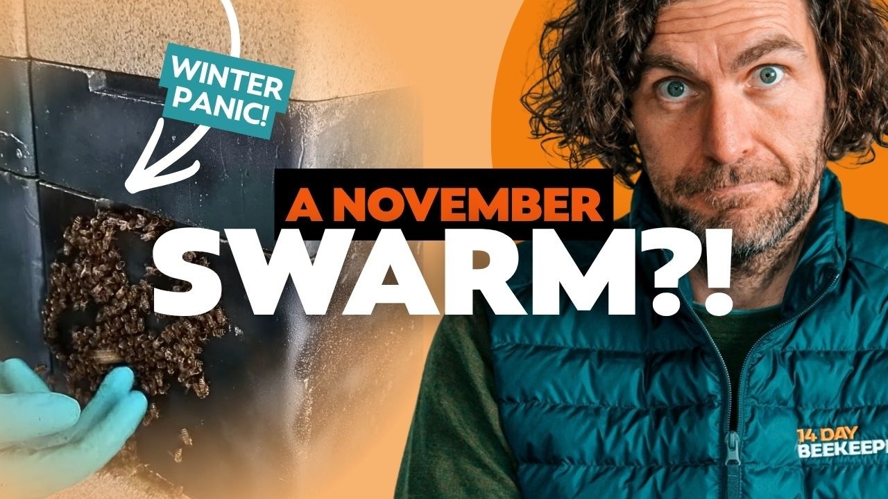 Are My Bees Swarming Bees Swarming In November Why Are My Bees Are my bees swarming bees swarming in november why are my bees