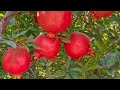pomegranate farmars. 2