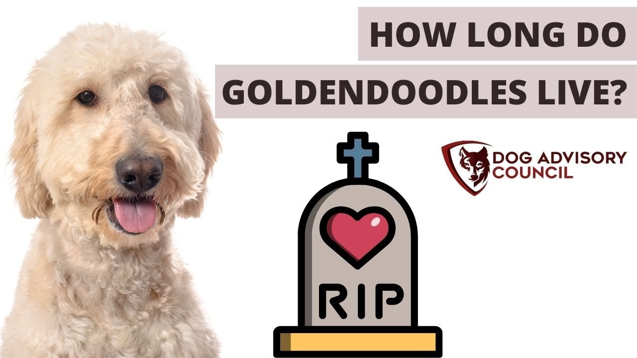 How Long Do Goldendoodles Live? (Standard And Mini)