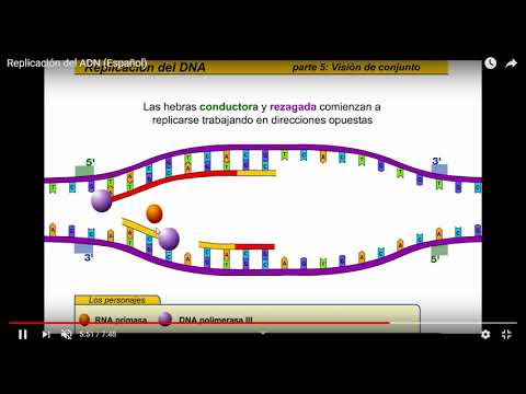 Video: ¿Qué es la síntesis de hebras rezagadas?