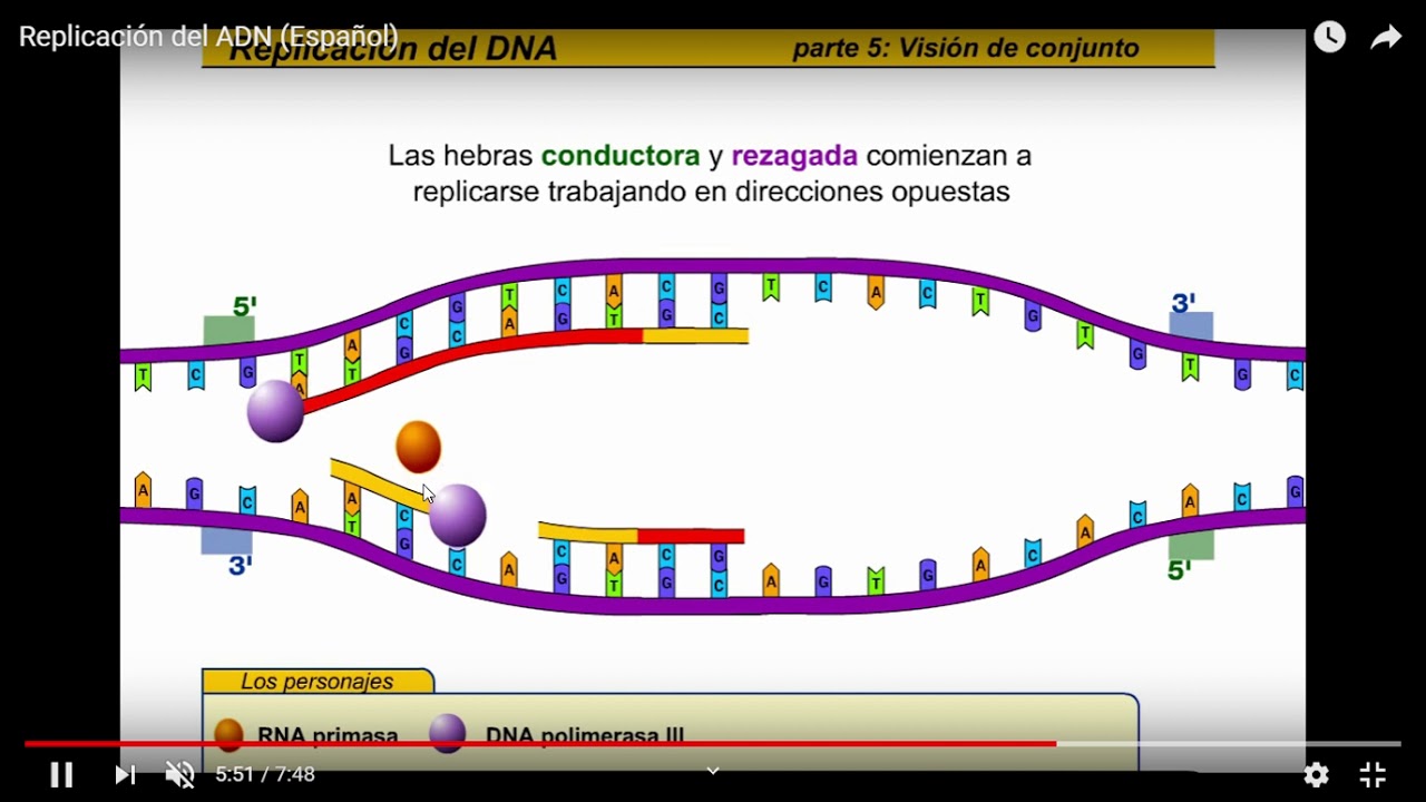 Explicación hebra conductora y rezagada en la replicación del ADN - YouTube