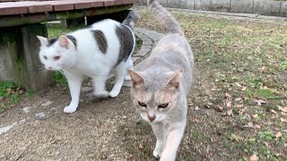 次から次に違うネコが現れる公園。A park where different cats appear one after another.