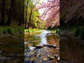 Spring Calm by the Cherry Blossom River 🌸💧 #SpringNature #CalmVibes #WaterSounds