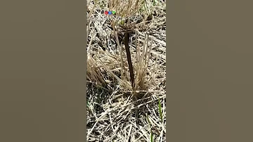 Sask RCMP Investigate Hidden Spikes Found In Field 