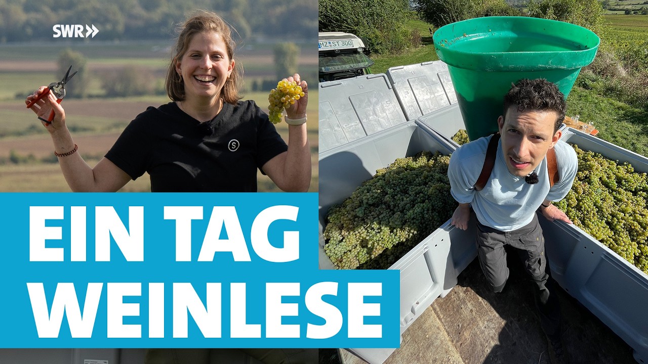 Der echte Alltag einer Winzerin: 15 Stunden harte Arbeit in Weinberg und Keller
