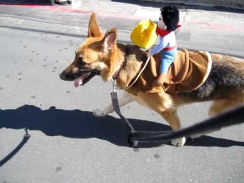 Ride Em Sa German Shepherd Horse You Ride Em Sa German