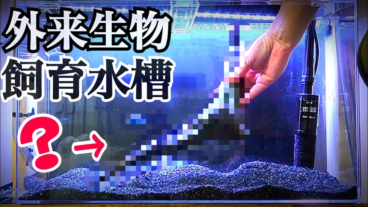 Set up an aquarium to house invasive species! - YouTube