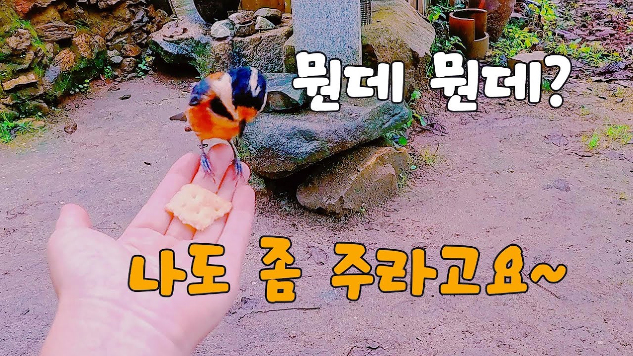 Птица, которая прямо предлагает поесть вместе